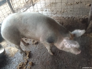 Porc de vînzare  - imagine 2