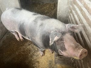 Vând purcea de 260-270 kg - imagine 3