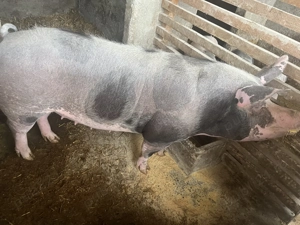 Vând purcea de 260-270 kg - imagine 2