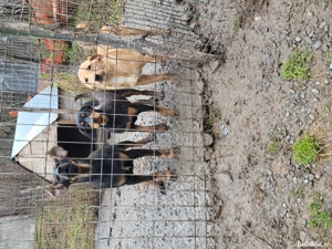 Câini de vânătoare  - imagine 5