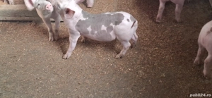 purcei pietran rasă  - imagine 2