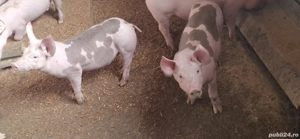 purcei pietran rasă  - imagine 5