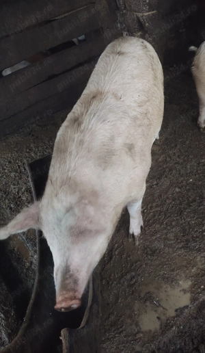 Vand porc pentru sacrificat tânăr  - imagine 2