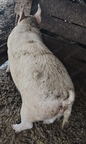 Vand porc pentru sacrificat tânăr 