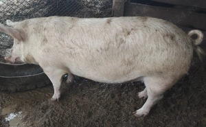 Vand porc pentru sacrificat tânăr  - imagine 3