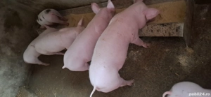 vand purcei carne de țara  - imagine 3