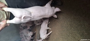 vand purcei carne de țara  - imagine 2