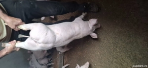 vand purcei carne de țara  - imagine 4