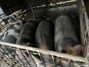 de vanzare 100kg si 200kg  - imagine 2