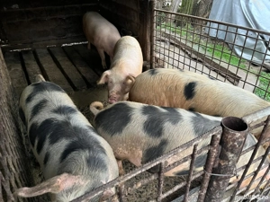 de vanzare 100kg si 200kg 