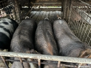 de vanzare 100kg si 200kg  - imagine 4