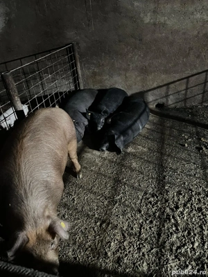 de vanzare 100kg si 200kg  - imagine 3