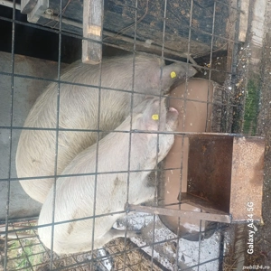 Porci pentru sacrificare