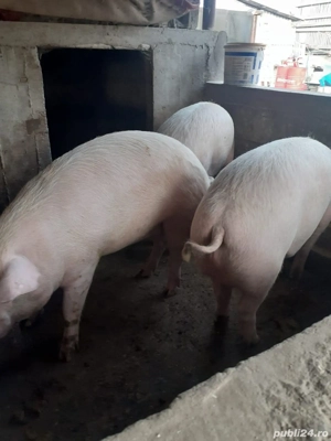Porci de vanzare - imagine 3