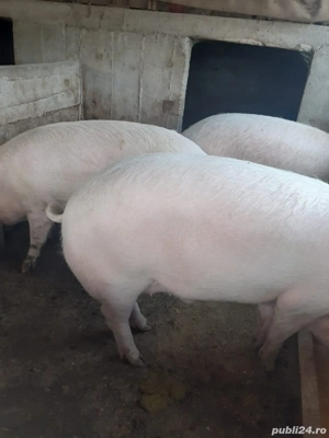 Porci de vanzare - imagine 2
