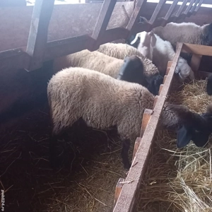 mieluță de vânzare bulgărească  - imagine 2