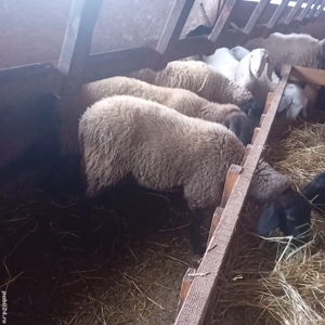 mieluță de vânzare bulgărească  - imagine 3