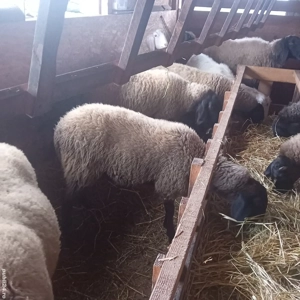 mieluță de vânzare bulgărească  - imagine 4