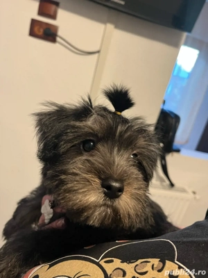 Vand bichon Havanese cu vaccinuri si deparazitare 