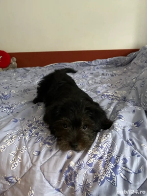 Vand bichon Havanese cu vaccinuri si deparazitare  - imagine 2