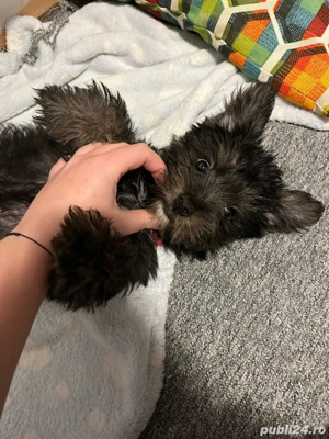 Vand bichon Havanese cu vaccinuri si deparazitare  - imagine 3