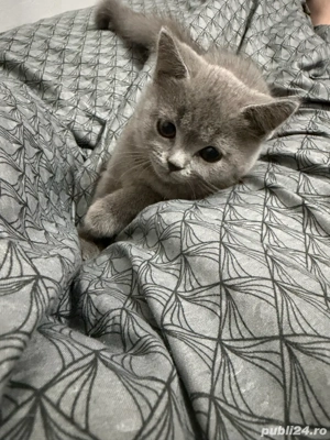 Pui British shorthair - imagine 2