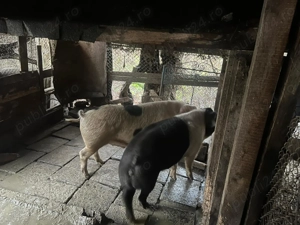 Porc de vanzare  - imagine 2