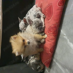 Pomeranian alb negru portocaliu