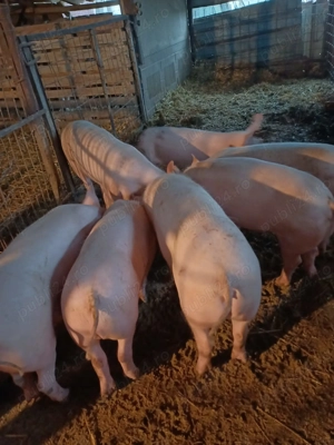 Vand porci  - imagine 2