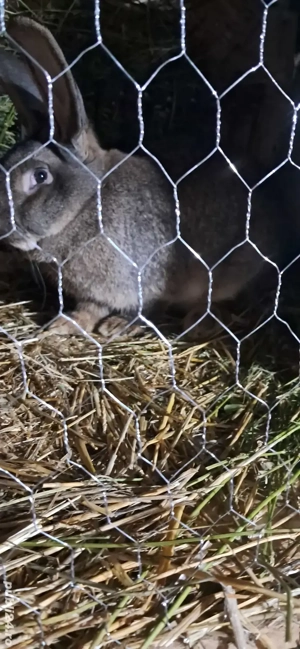 femelă  urias german 