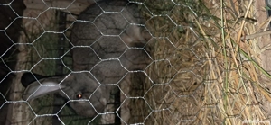 femelă  urias german  - imagine 2