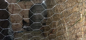 femelă  urias german  - imagine 3