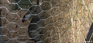 femelă  urias german  - imagine 4