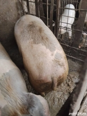 de vanzare porc bio  - imagine 2