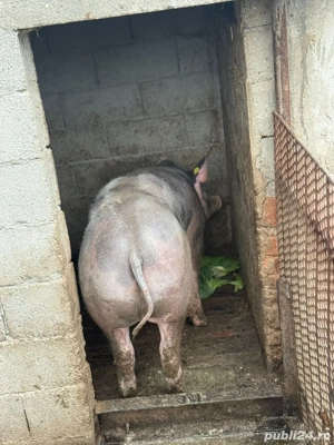 porc de craciun  - imagine 2