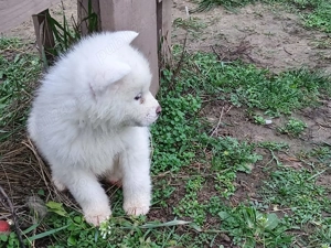Vând cățeluși Akita Inu Japonezi  - imagine 4