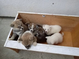 Vând cățeluși Akita Inu Japonezi  - imagine 1
