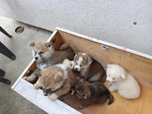 Vând cățeluși Akita Inu Japonezi  - imagine 3