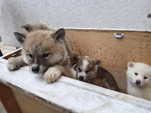 Vând cățeluși Akita Inu Japonezi  - imagine 2