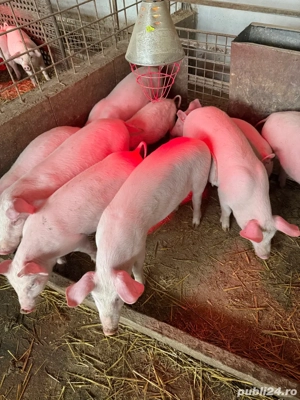 vand purcei Landrace. - imagine 2