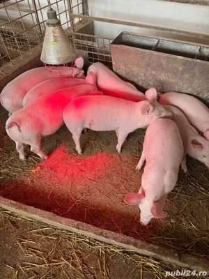 vand purcei Landrace. - imagine 1