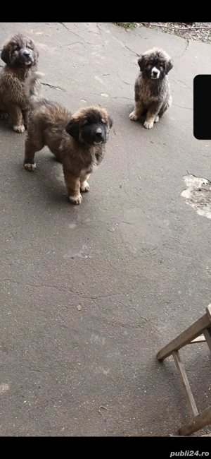 Căței ciobănești  - imagine 5