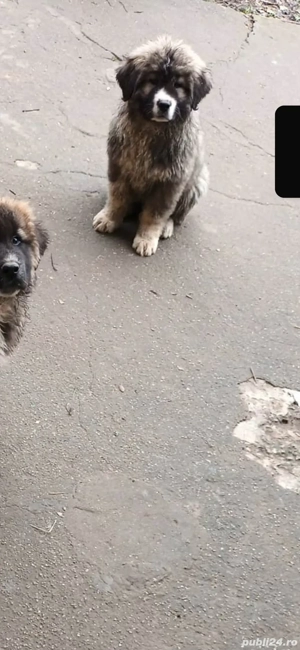 Căței ciobănești  - imagine 3