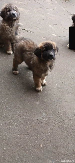 Căței ciobănești  - imagine 4