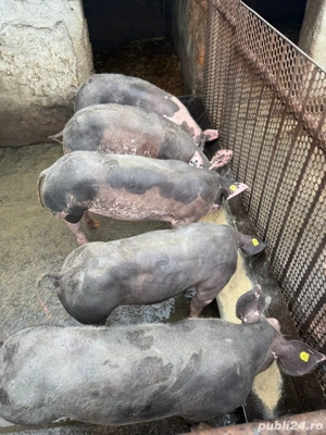 porci grasuni - imagine 2