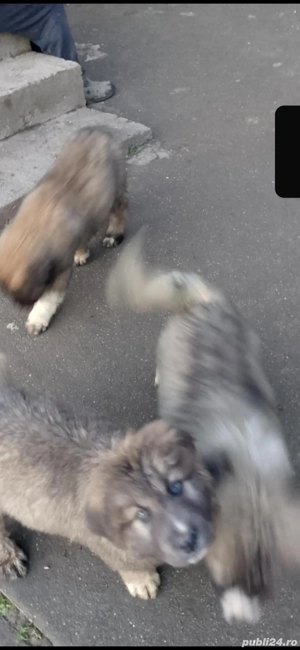 Căței ciobănești  - imagine 2