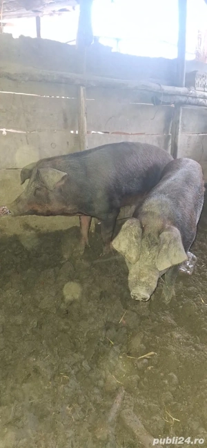 de vinzare 2 porci