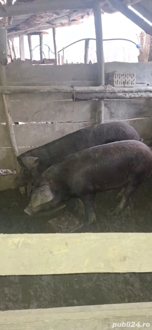 de vinzare 2 porci - imagine 2