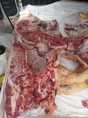 Porci de Vânzare Teleorman - Asigurăm Transport 