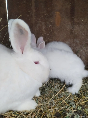 iepuri neozeelandez  - imagine 2